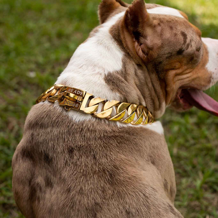 32MM Classic Gold Collar